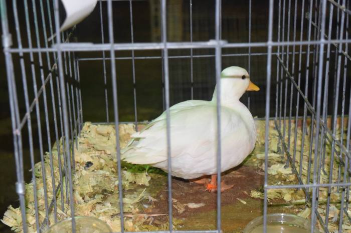 20369527_1722759071362068_918588533088320342_o