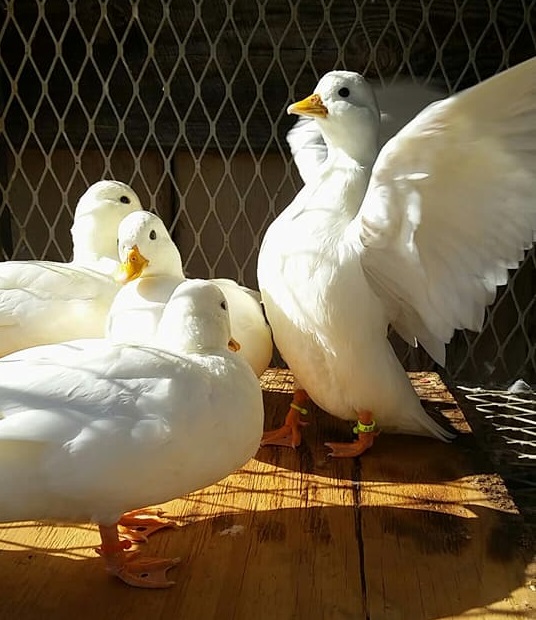 24129810_1706462699397567_1201924476217203740_n