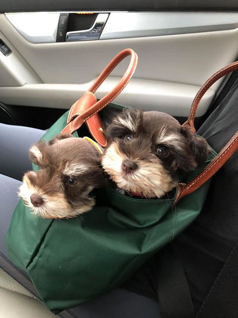 42382593_506904609787096_9090454051857891328_n